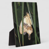 Schöne Moth Plaque Fotoplatte (Seite)