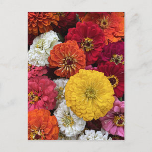 Schöne Mums Postkarte