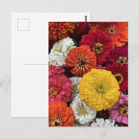 Schöne Mums Postkarte (Vorne/Hinten)