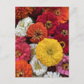 Schöne Mums Postkarte (Vorderseite)