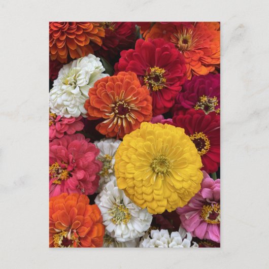 Schöne Mums Postkarte (Vorderseite)