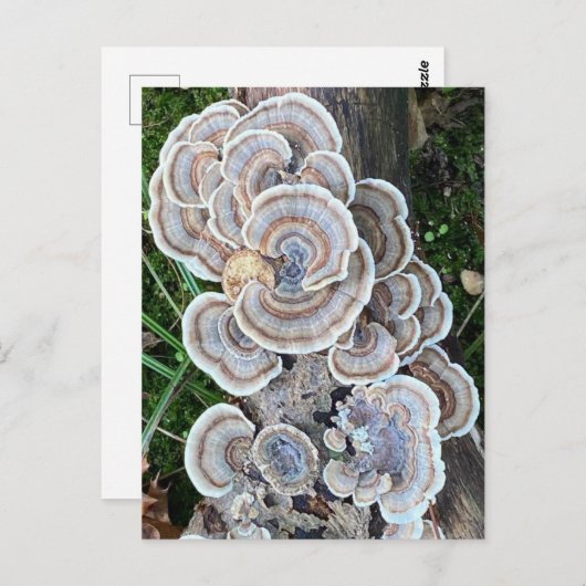 Schöne Mushroom-Wahnsinn Postkarte (Vorne/Hinten)