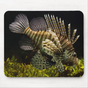 Schöne Nahaufnahme eines Löwenfisches unter Wasser Mousepad