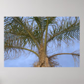 Schöne Nahe Palmenbaume Poster (Vorne)