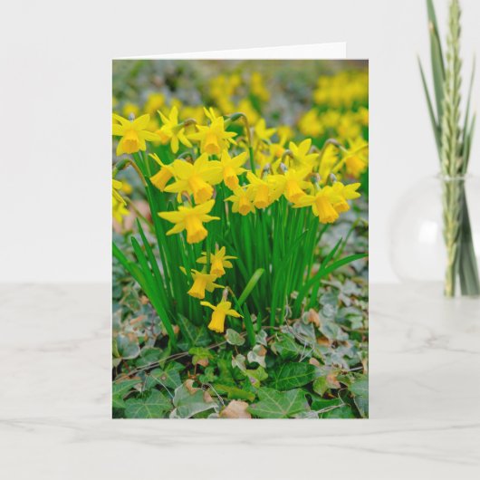 Schöne Narzissenkarte Karte (Vorderseite)