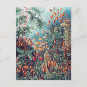 Schöne Natur - Moos Postkarte