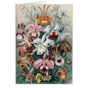 Schöne Natur - Orchideen