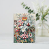 Schöne Natur - Orchideen Postkarte (Stehend Vorderseite)