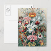 Schöne Natur - Orchideen Postkarte (Vorne/Hinten)