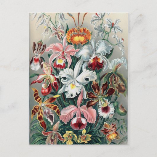 Schöne Natur - Orchideen Postkarte (Vorderseite)