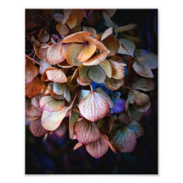 Schöne Naturblumenfotografie Fotodruck