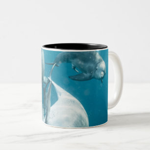Schöne Niedliche Delphine Zweifarbige Tasse