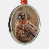 Schöne Northern Harrier Hawk in Marsh Silbernes Ornament (Rechts)