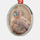 Schöne Northern Harrier Hawk in Marsh Silbernes Ornament (Links)