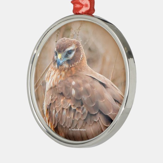 Schöne Northern Harrier Hawk in Marsh Silbernes Ornament (Links)