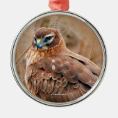 Schöne Northern Harrier Hawk in Marsh Silbernes Ornament (Vorne)