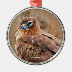 Schöne Northern Harrier Hawk in Marsh Silbernes Ornament