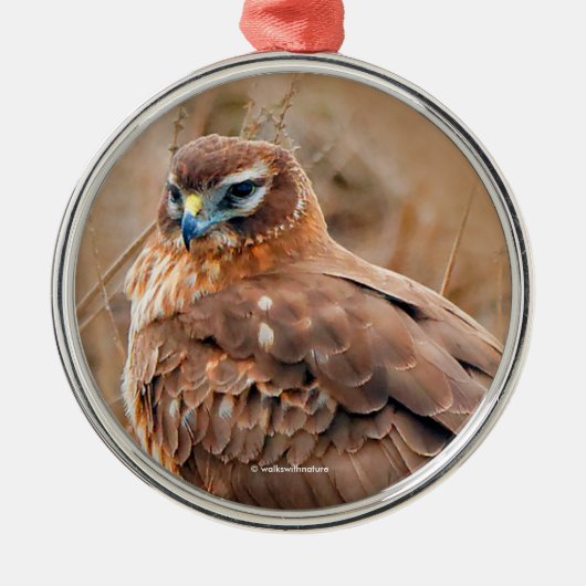 Schöne Northern Harrier Hawk in Marsh Silbernes Ornament (Vorne)