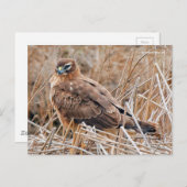 Schöne Northern Harrier Hawk in Marshes Postkarte (Vorne/Hinten)