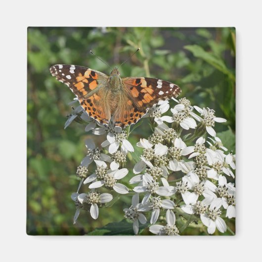Schöne Orange Butterfly & White Blume Magnet (Vorne)