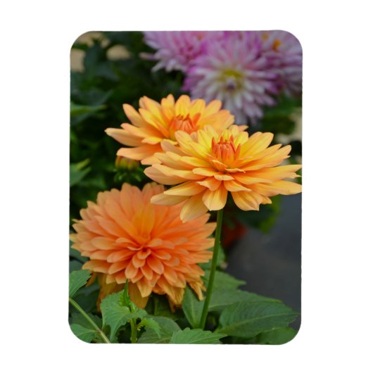Schöne orange Dahlia Blume Kühlschrankmagnet Magnet (Vertikal)