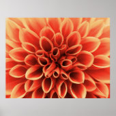 Schöne Orange Dahlia Blume Poster (Vorne)