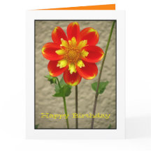 Schöne orange Gelb-Blume