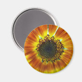 Schöne orange-gelbe Sonnenblume Magnet (Vorderseite/Rückseite)
