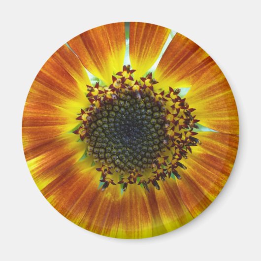 Schöne orange-gelbe Sonnenblume Magnet (Vorne)