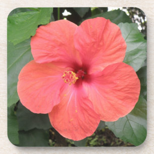 Schöne Orange Hibiskus Blume Cork Untersetzer