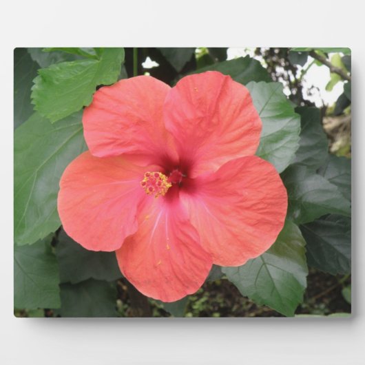 Schöne Orange Hibiskus Blume Plaque Fotoplatte (Vorderseite)