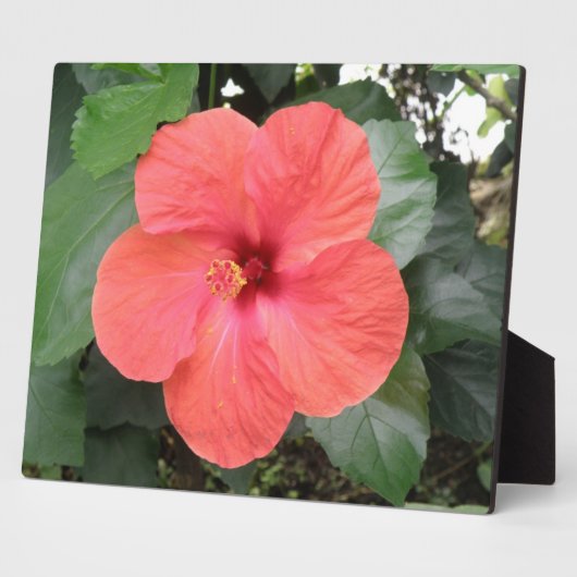 Schöne Orange Hibiskus Blume Plaque Fotoplatte (Seite)