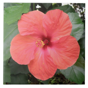 Schöne Orange Hibiskus Blume Tile Fliese