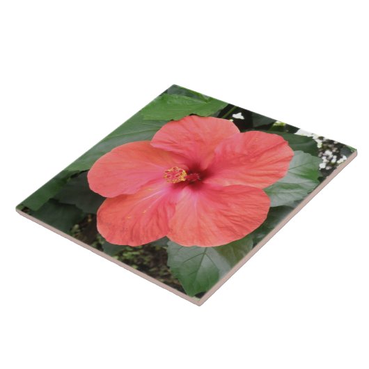 Schöne Orange Hibiskus Blume Tile Fliese (Seite)