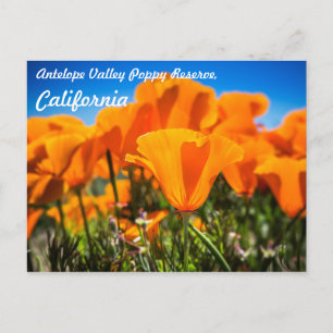 Schöne Orange Poppy Blume im Feld Postkarte