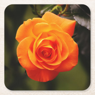 Schöne Orange Rose Rechteckiger Pappuntersetzer