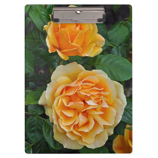 Schöne orange Rosen Klemmbrett (Vorderseite)