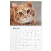 Schöne Orange Tabbies 2022 Kalender (Mär 2027)