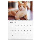 Schöne Orange Tabbies 2022 Kalender (Feb 2027)