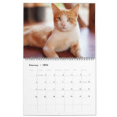 Schöne Orange Tabbies 2022 Kalender (Feb 2026)