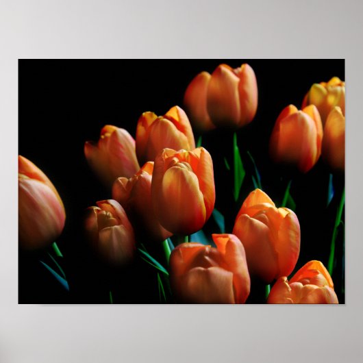 Schöne Orange Tulips auf schwarzem Poster (Vorne)