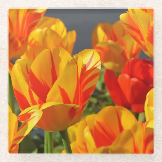 Schöne Orange und Gelbe Tulpen Glasuntersetzer (Vorderseite)