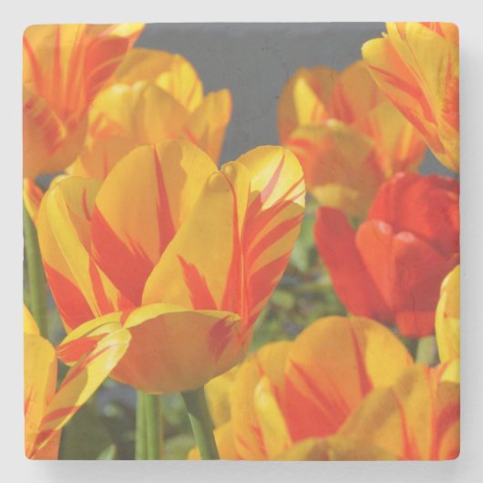 Schöne Orange und Gelbe Tulpen Steinuntersetzer (Vorderseite)
