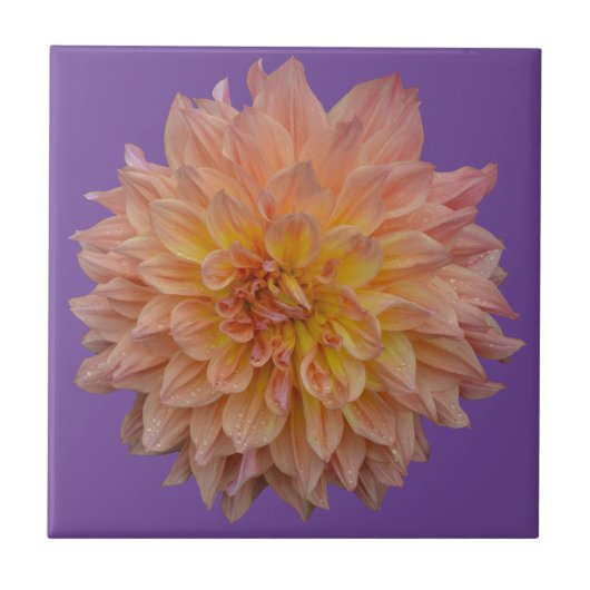 Schöne Orangendahlie Fliese (Vorderseite)