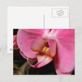 Schöne Orchid-Fotos Postkarte (Vorne/Hinten)