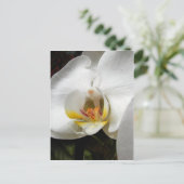 Schöne Orchid-Fotos Postkarte (Stehend Vorderseite)