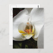 Schöne Orchid-Fotos Postkarte (Vorne/Hinten)