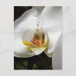 Schöne Orchid-Fotos Postkarte