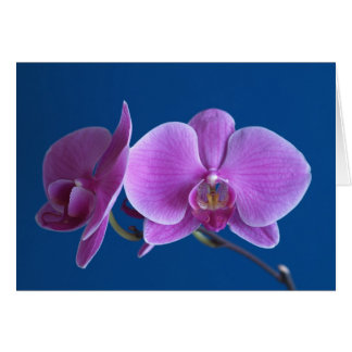 Schöne Orchid-Karte