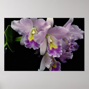 Schöne Orchidee, cattleya (ariel x labiata) Poster